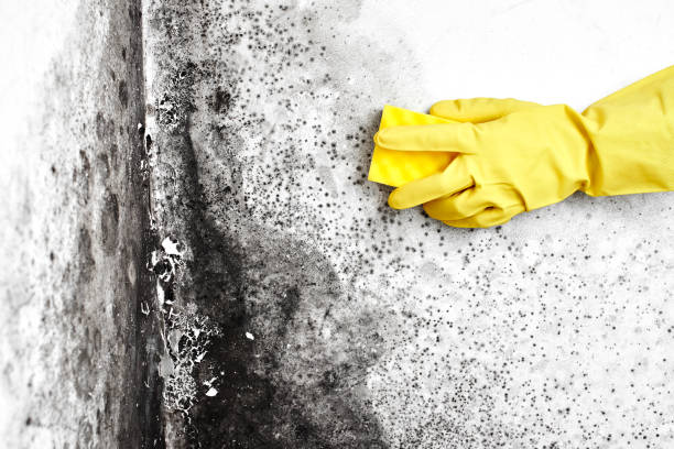 Professional Mold Removal in Bayou Lourse, LA